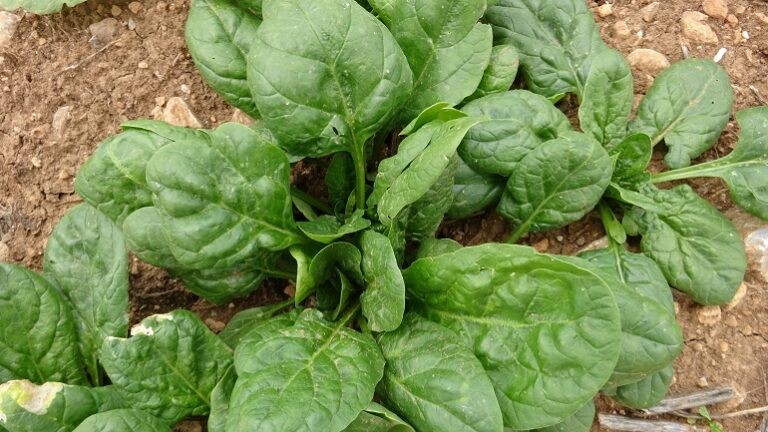 espinaca wikifarmer (2)